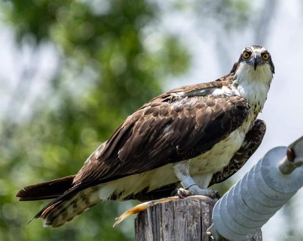 John Flores Banding programs help experts learn where the ospreys fly St